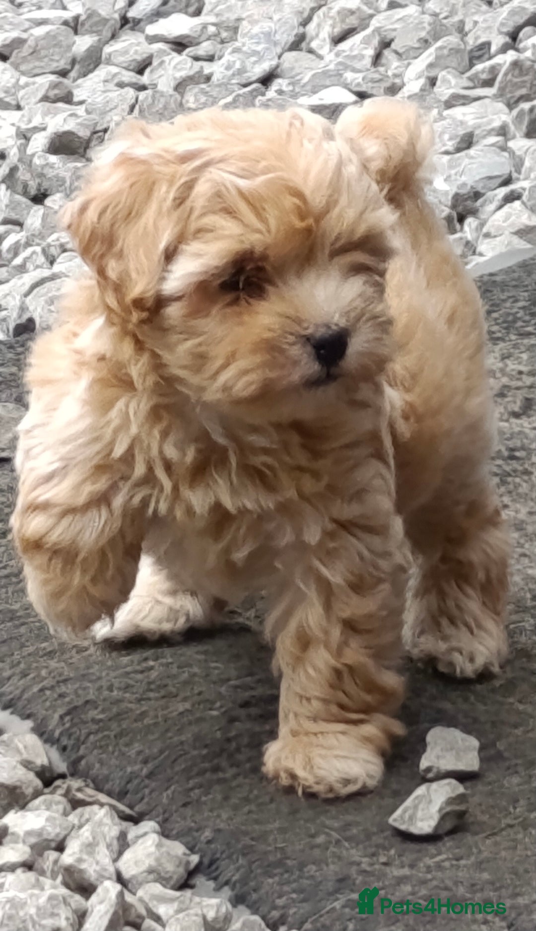 Maltipoo dogs for sale: Adorable Maltipoo Puppies, cream/red M&F - Image 4