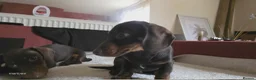 Miniature Dachshund dogs for sale: Miniature dashound  - Advert 5