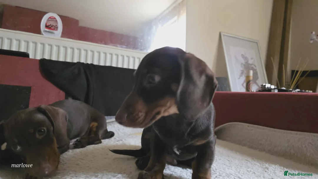 Miniature Dachshund dogs for sale: Miniature dashound  - Advert 5