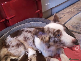 Border Collie dogs Stunning Red Merle and Red and White Puppies - Advert 1