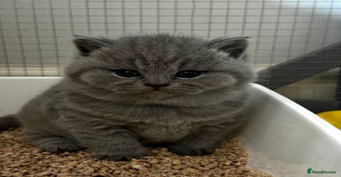 British Shorthair cats - Advert 6