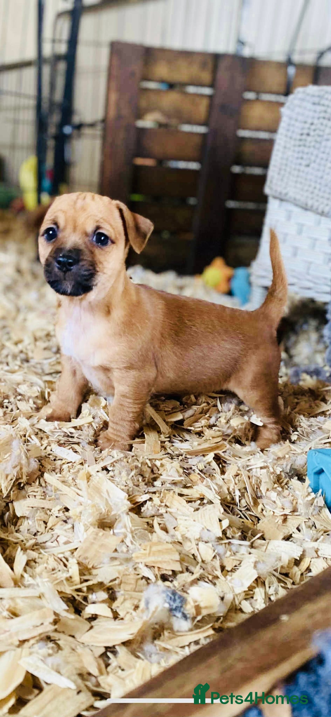 Jack Russell dogs for sale: Fine examples of jr pups 🐶  - Advert 2