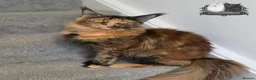 Maine Coon cats for sale: Beautiful TICA Registered Maine Coon Kittens - Advert 7