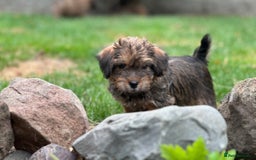 Mixed Breed dogs for sale: Stunning Norfolk terrier x jrt pups ready now - Image 9