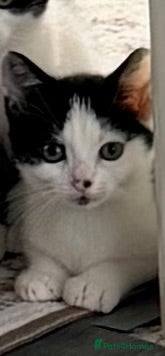 Mixed Breed cats Last little boy - Advert 4