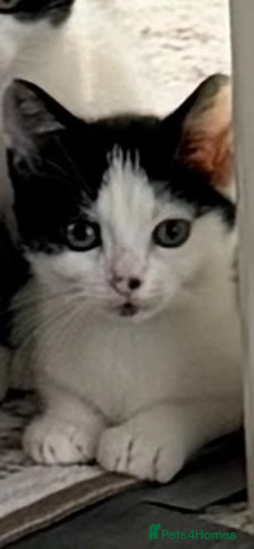 Mixed Breed cats for sale: Last little boy - Advert 1