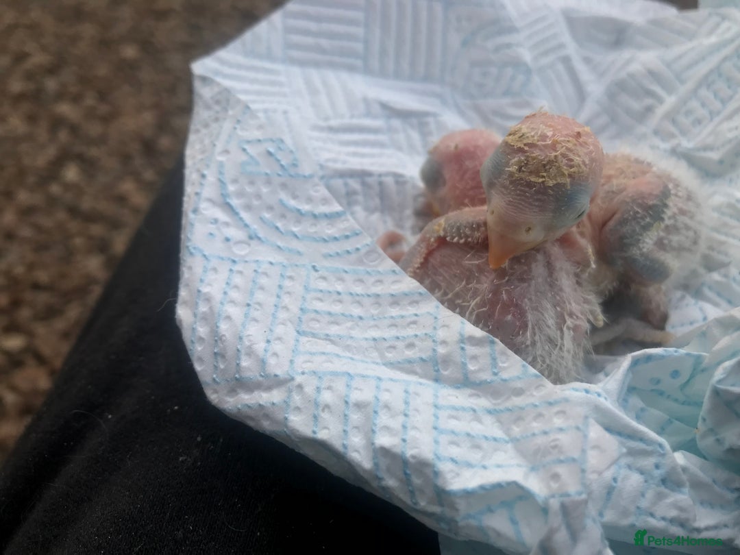 Lovebirds birds for sale: Fischer Lovebird Blue chicks for hand rearing - Advert 3