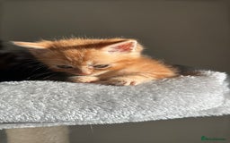 Persian cats for sale: mixed bombay and persian kittens  - Image 32