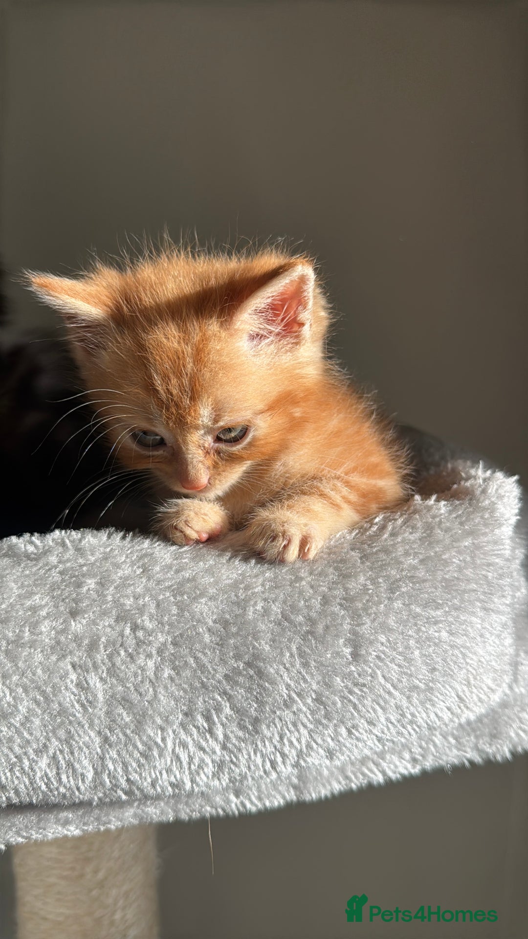 Persian cats for sale: mixed bombay and persian kittens  - Image 32