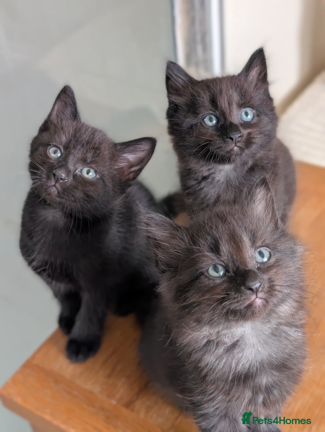 Mixed Breed cats for sale: Exquisite Luxe black kittens - Image 1
