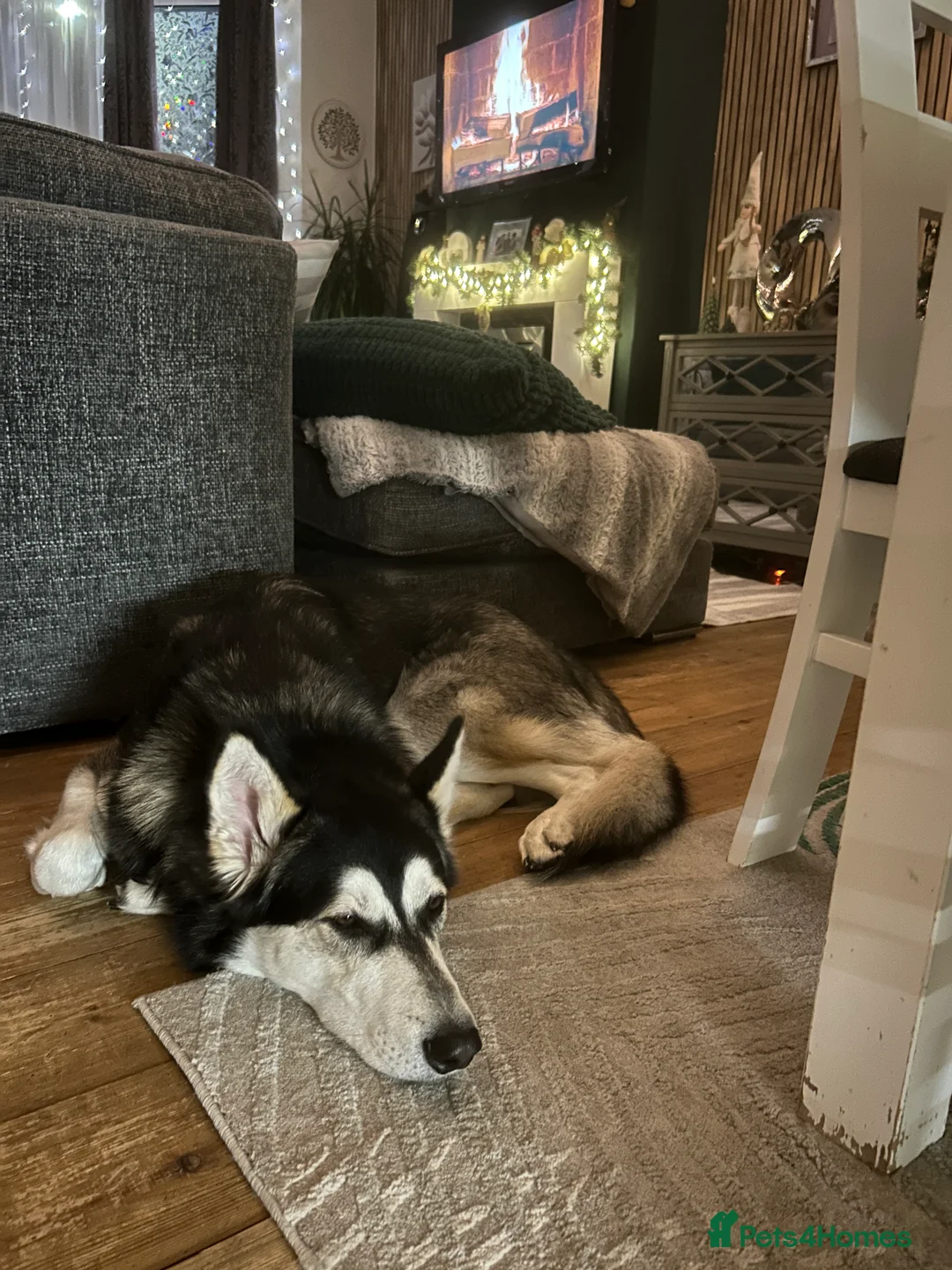 Utonagan dogs for sale: Gorgeous Husky/Malmute looking for new family - Advert 4