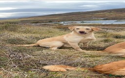 Labrador Retriever dogs for sale: Field Trial Bred Labrador - 1 Dog Pup available  - Image 5
