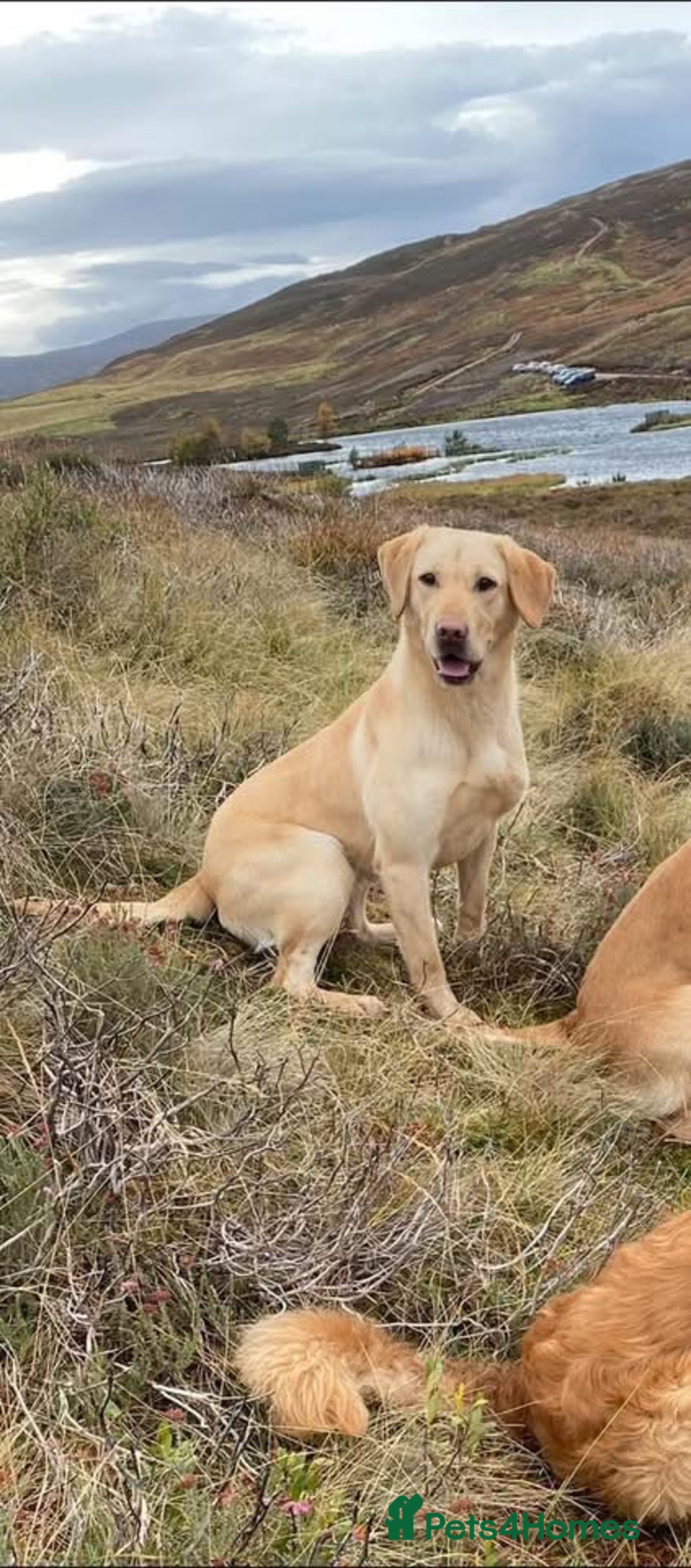 Labrador Retriever dogs for sale: Field Trial Bred Labrador - 1 Dog Pup available  - Image 5