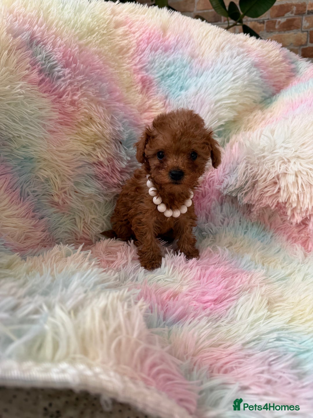 Toy Poodle dogs for sale: Adorable toy 🧸 poodle ✨ - Advert 4