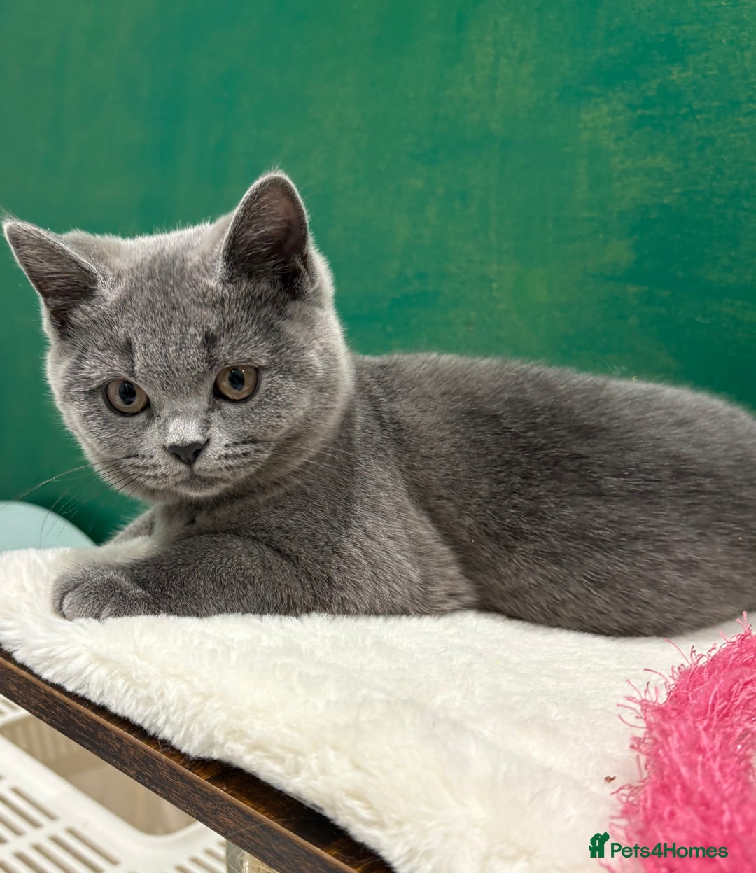 British Shorthair cats for sale: PEDIGREE BLUE BSH KITTEN AVAILABLE NOW!  - Image 3