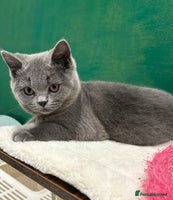 British Shorthair cats - Advert 9