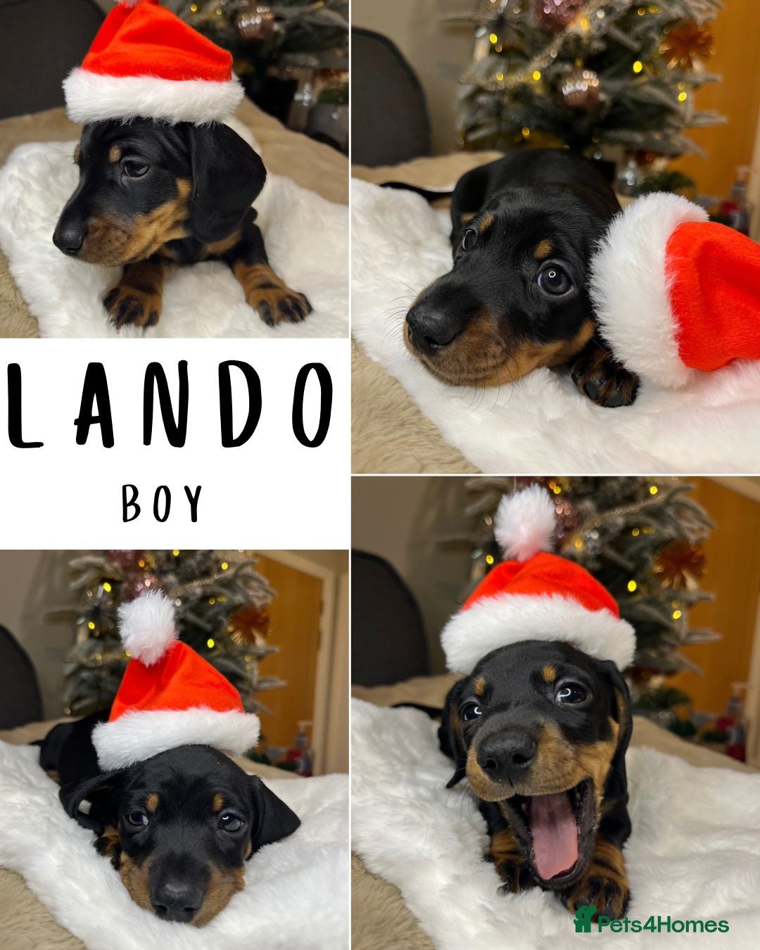 Dachshund dogs for sale: Stunning KC Miniature dachshunds - Advert 12