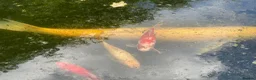 Koi Carp fish for sale: Pond closure in Milton Keynes - Advert 3
