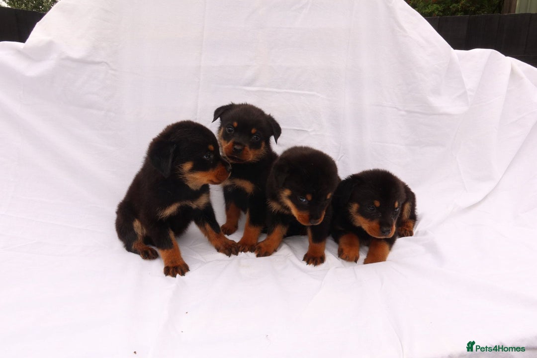 Rottweiler dogs for sale: Rottweiler puppy  - Image 19