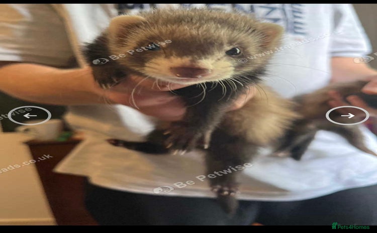 Ferret rodents - Advert 2