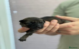 German Shepherd dogs for sale: German Shepherd Puppies  - Image 18