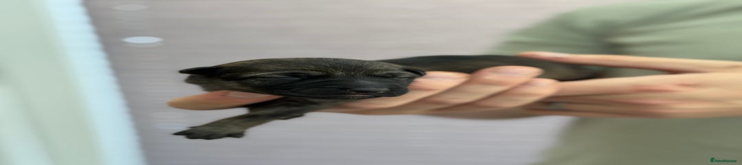 German Shepherd Puppy Magenta