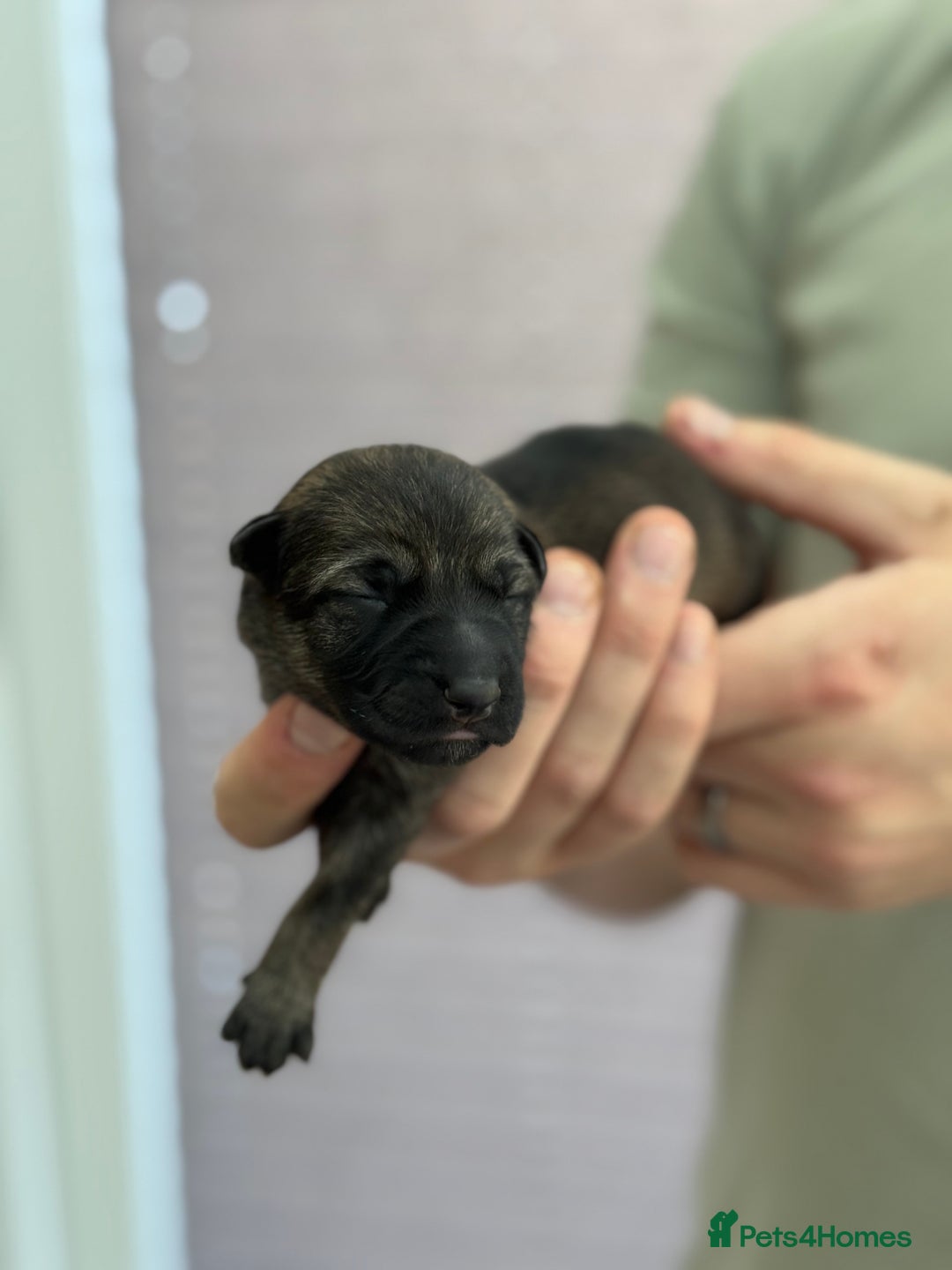 German Shepherd dogs for sale: German Shepherd Puppies  - Image 18