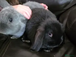 Mini Lop rabbits Mini loop - Advert 5