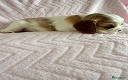 Cavalier King Charles Spaniel dogs for sale: Beautiful Ruby and Blenheim cavalier puppies - Image 7