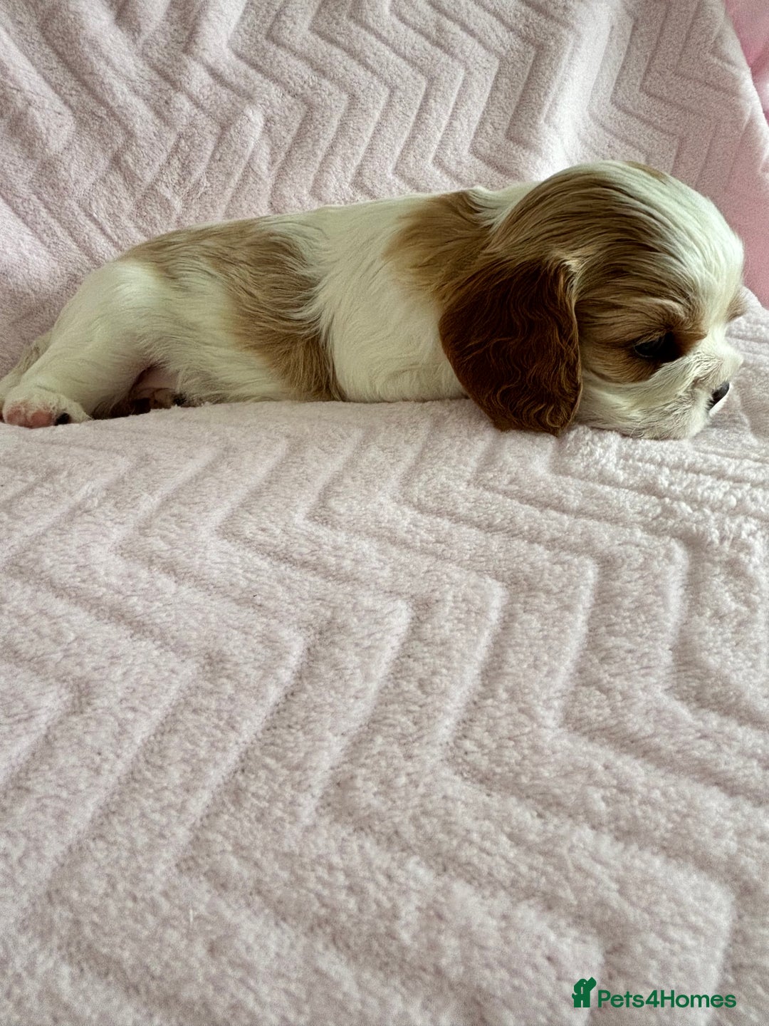 Cavalier King Charles Spaniel dogs for sale: Beautiful Ruby and Blenheim cavalier puppies - Image 7