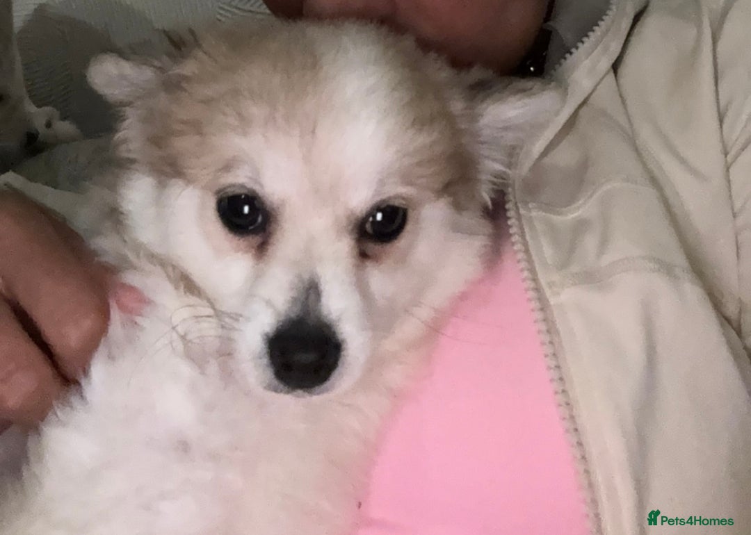 Pomchi dogs for sale: Pomchis for sale  - Image 14