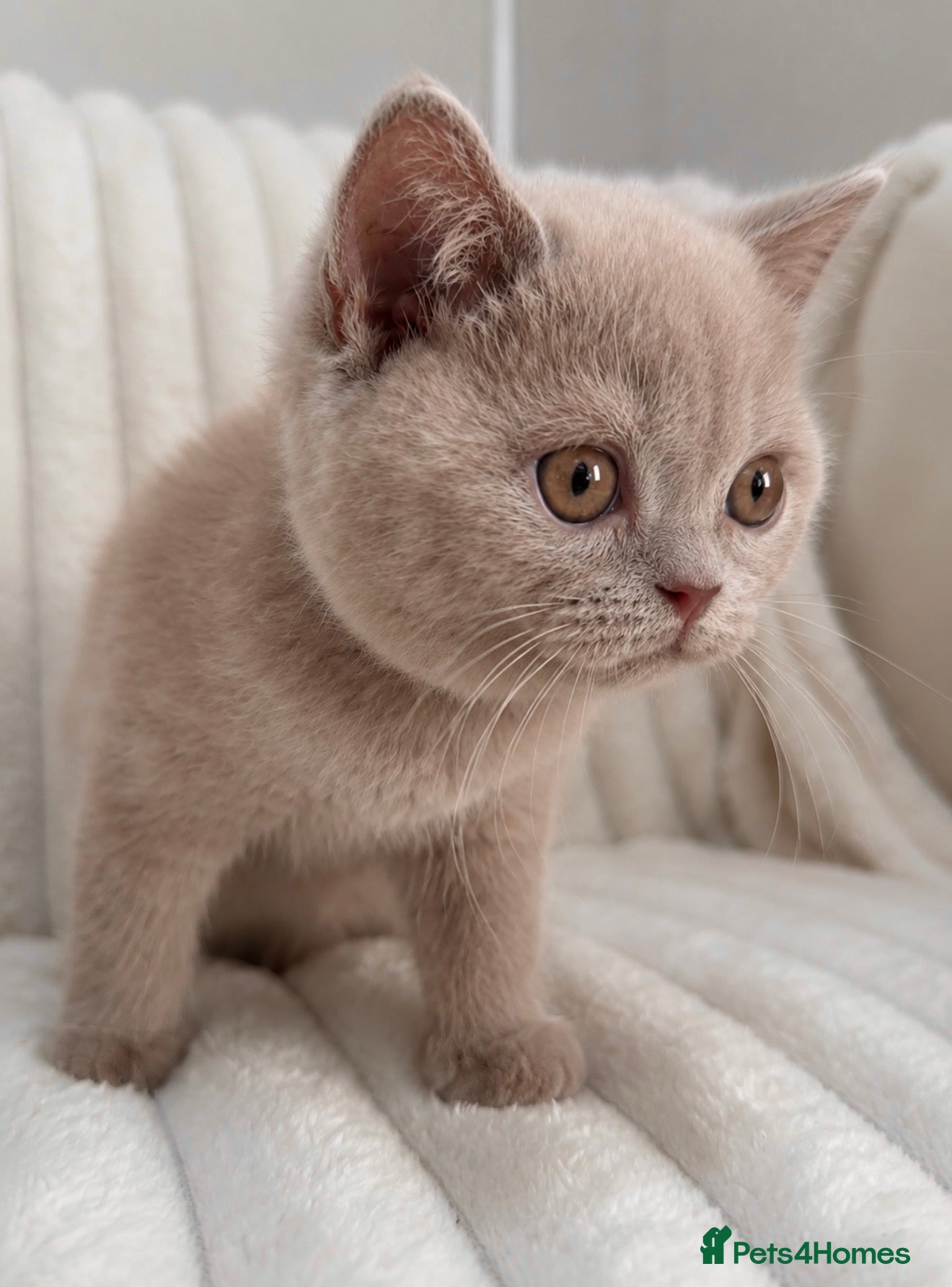 British Shorthair cats READY NOW British Shorthair Kittens Pet Homes Only - Advert 2