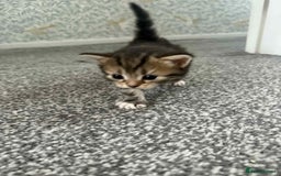 Bengal cats for sale: Bengal mixed kittens  - Image 7