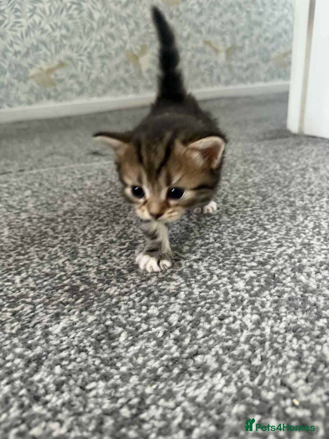 Bengal cats for sale: Bengal mixed kittens  - Image 7
