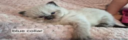 Ragdoll cats for sale: 3 beautiful fluffy ragdoll kittens - Advert 37