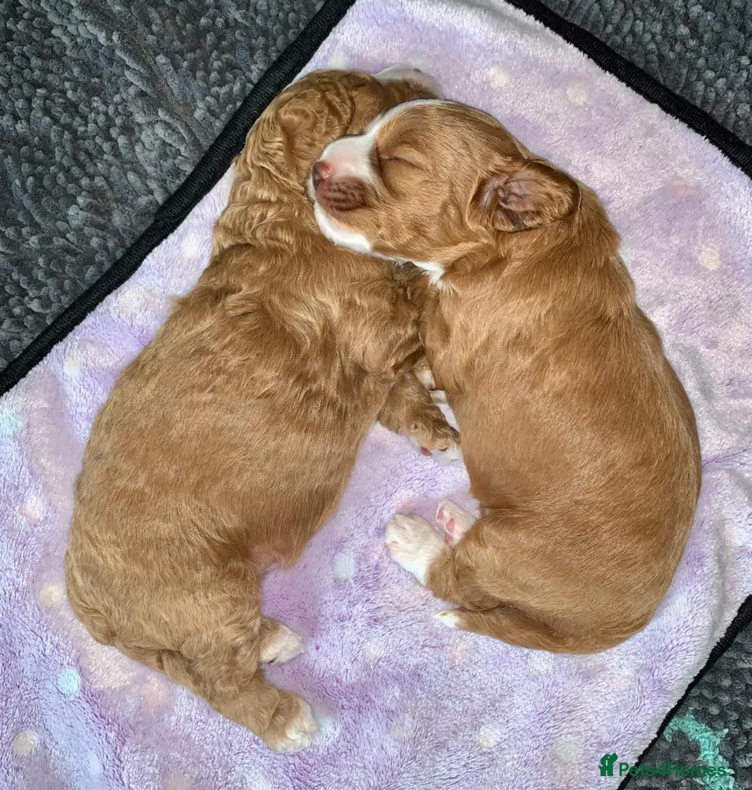 Cockapoo dogs for stud: Proven Red & white F1 cockapoo stud dog. in Barnsley - Advert 9