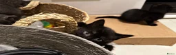 Mixed Breed cats for sale: Black and Blue/ Grey Domestic Short Hair Kittens in Harlow - Advert 6
