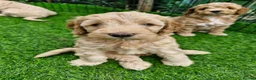 Mixed Breed dogs for sale: Adorable puppies ready for their forever homes  - Advert 24