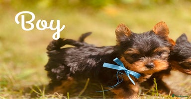 Yorkshire Terrier dogs - Advert 4