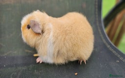 Guinea Pig rodents for sale: Guinea pigs looking for new home - Advert 4