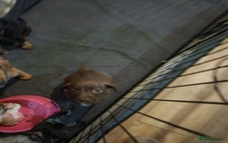 Mixed Breed dogs for sale: Two boys left!  - Advert 7