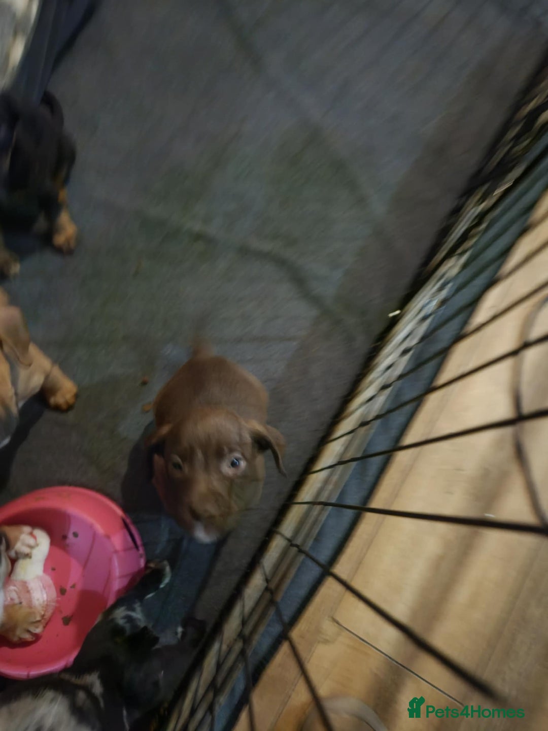 Mixed Breed dogs for sale: Two boys left!  - Advert 7