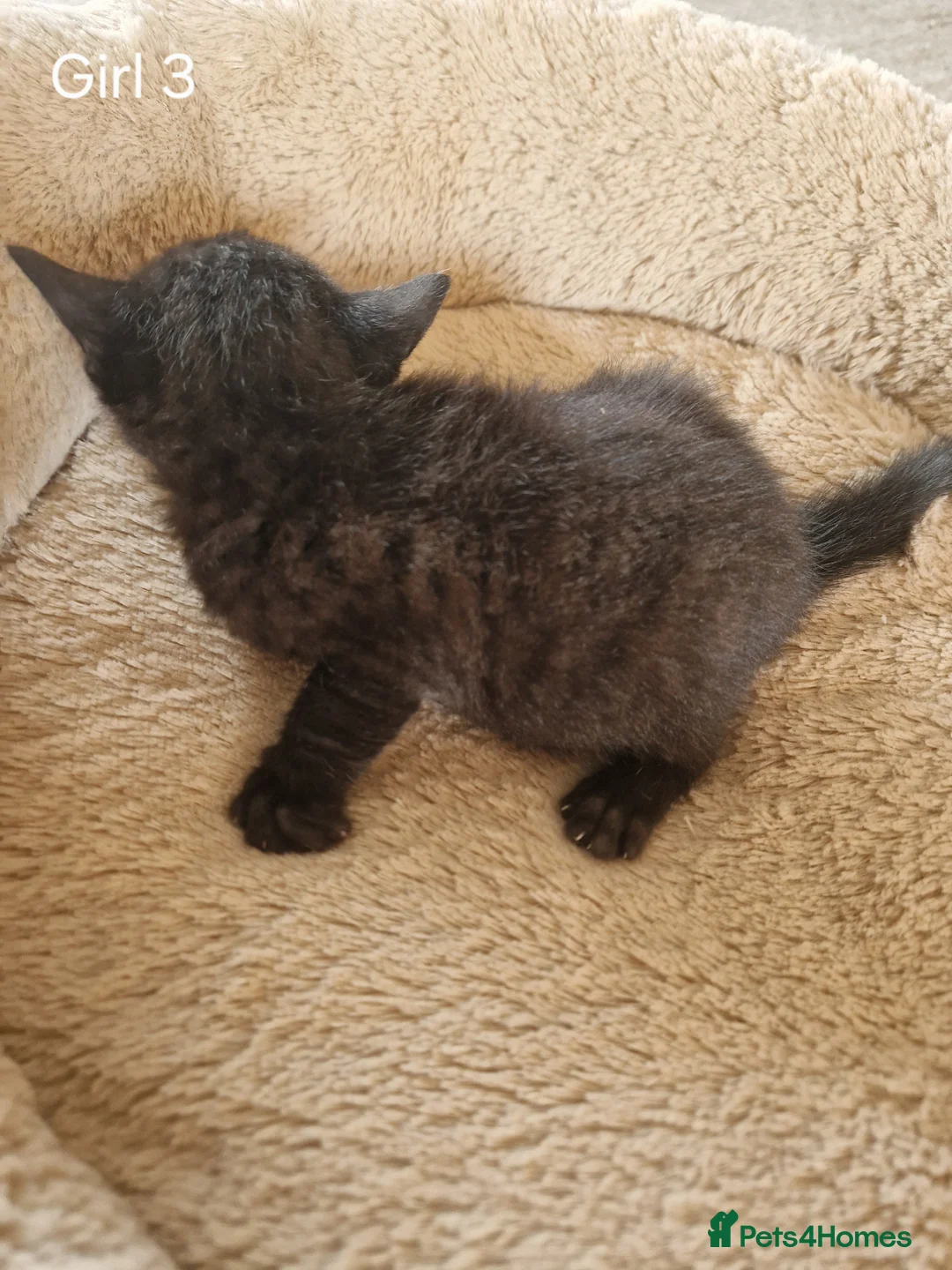 Mixed Breed cats for sale: Beautiful Domestic Shorthair Female Kitten - Advert 2