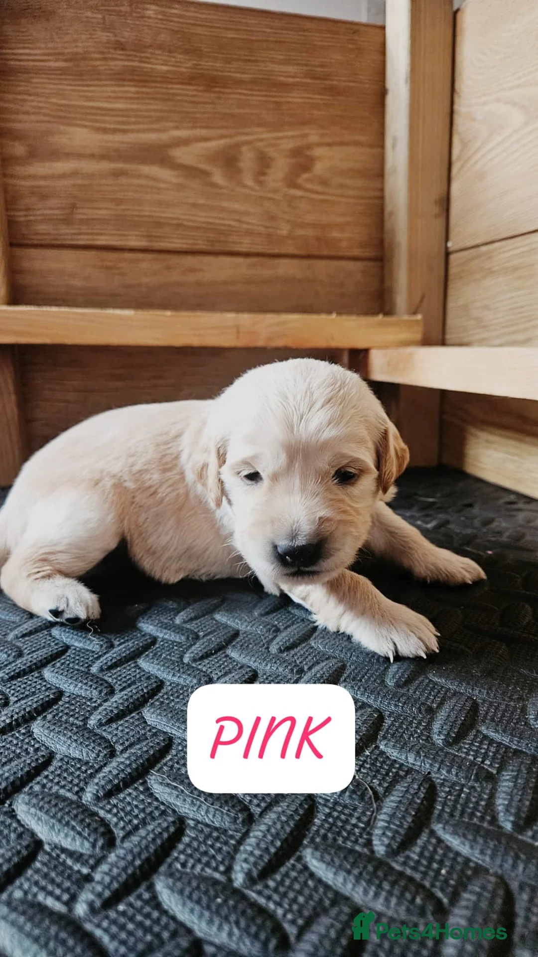 Goldendoodle dogs for sale: F1B Goldendoodle puppies for sale - Advert 4