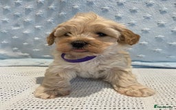Maltipoo dogs for sale: 💖🐾Stunning health tested F1 maltipoo babies 🐾💖 - Advert 13
