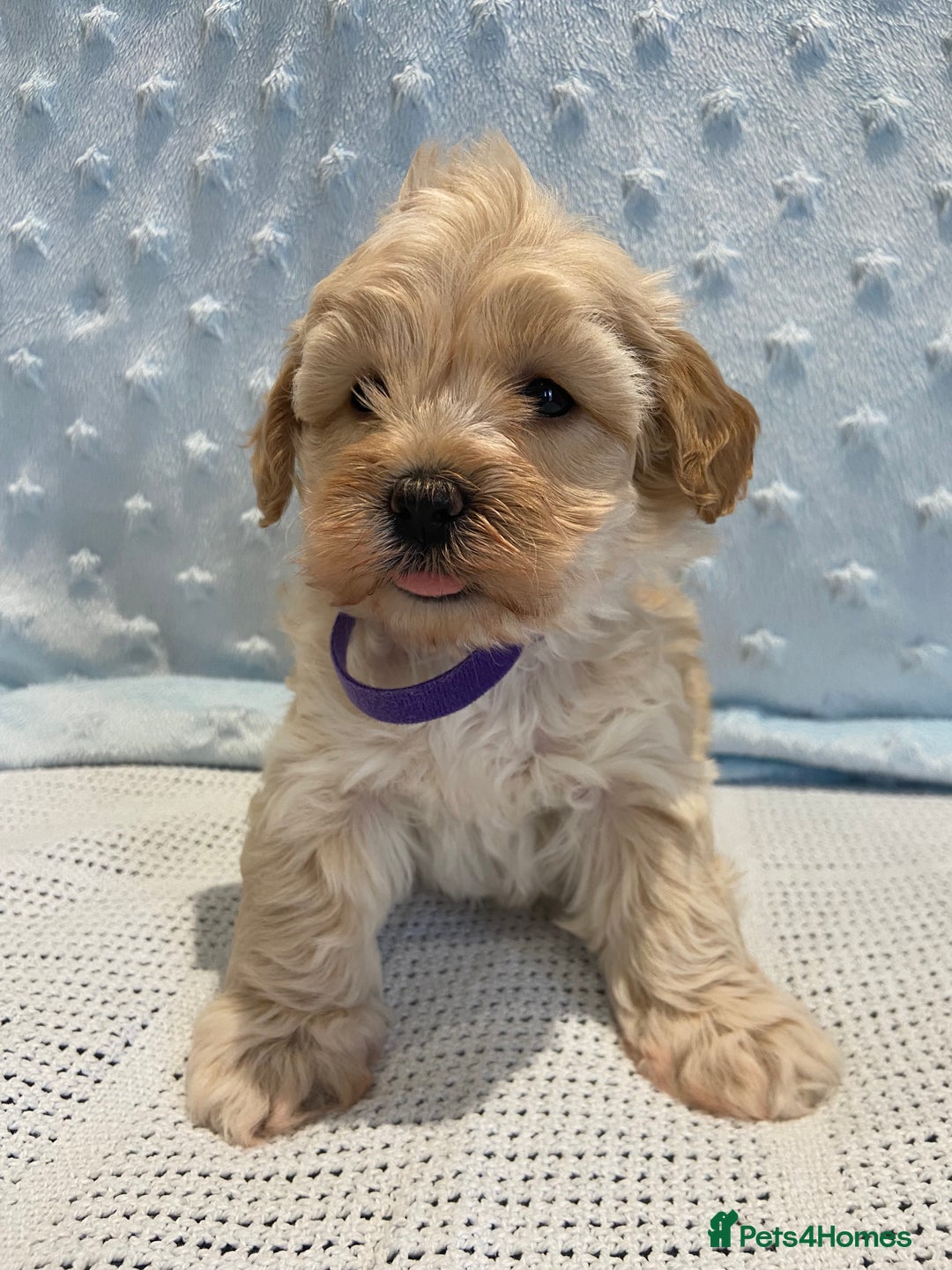 Maltipoo dogs for sale: 💖🐾Stunning health tested F1 maltipoo babies 🐾💖 - Advert 13