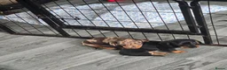 Dachshund dogs for sale: Minature Dachshund puppies 1 boy left! - Advert 5
