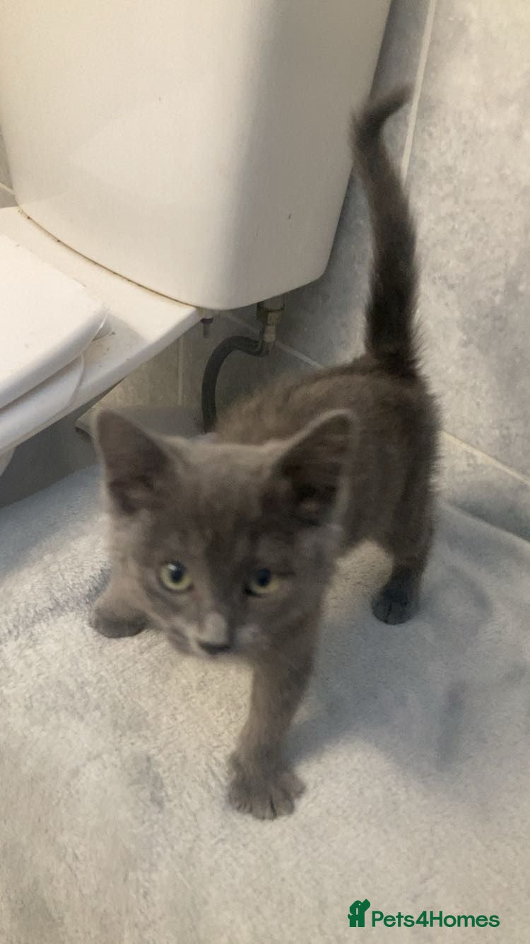 Ragdoll Kitten 3