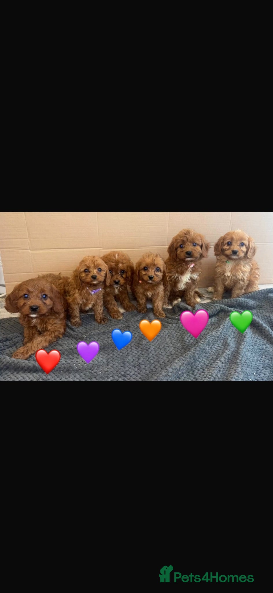 Cavapoo dogs Beautiful Cavapoo Puppies🐶❤️ - Advert 1