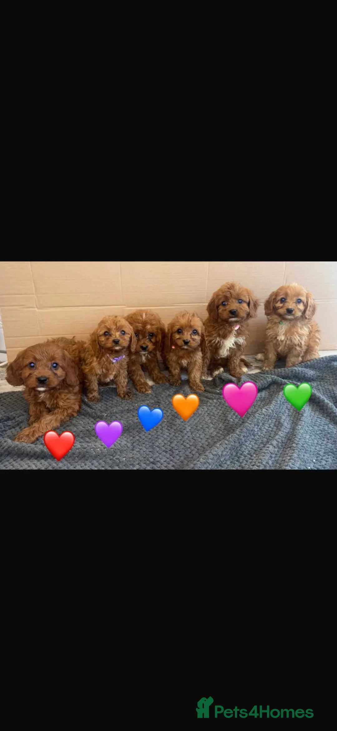 Cavapoo dogs for sale: Beautiful Cavapoo Puppies🐶❤️ - Advert 1